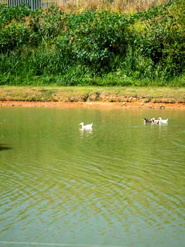 Lago do hotel